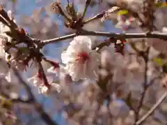 石上寺の自然