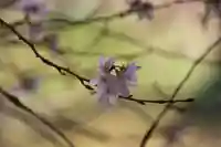 高木神社の自然