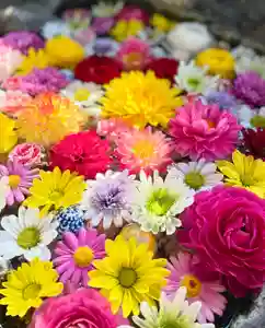 伊達神社の手水舎(2022年06月05日(日) 12時06分23秒投稿)