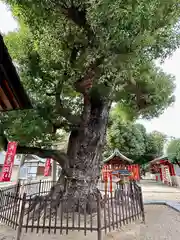 阿遅速雄神社(大阪府)