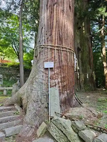 金櫻神社の自然