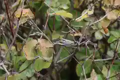 大鏑神社の自然