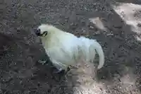 身曾岐神社(山梨県)