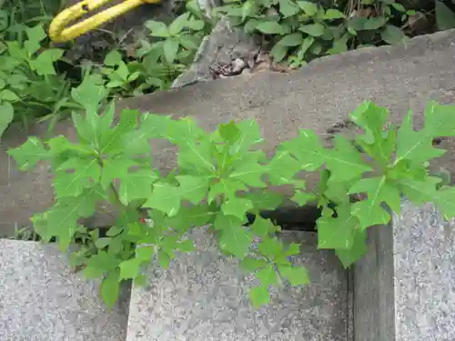 成田山横浜別院延命院(神奈川県)