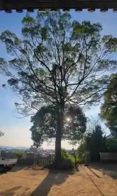 川上神社(愛媛県)
