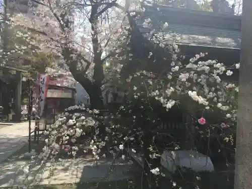 素盞雄神社の自然