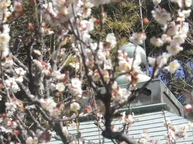浄光明寺の自然