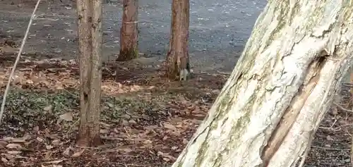 千歳神社の動物