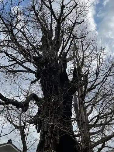飛木稲荷神社の自然