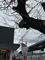 石清水八幡宮の{uncategorized: "未分類", other: "その他", undefined: "問題あり", building: "その他建物", grave: "お墓", sacred_gate: "鳥居", guardian: "狛犬", statue: "像", buddha: "仏像", history: "歴史", nature: "自然", garden: "庭園", animal: "動物", pagoda: "塔", temizu: "手水舎", mountain_gate: "山門・神門", sanctuary: "本殿・本堂", subordinate: "末社・摂社", art: "芸術", scenery: "景色", jizo: "地蔵", ema: "絵馬", goshuin: "御朱印", omikuji: "おみくじ", items: "授与品その他", amulet: "お守り", goshuincho: "御朱印帳", eats: "食事", festival: "お祭り", votive_dance: "神楽", shichigosan: "七五三参", wedding: "結婚式", experience: "体験その他", initially: "初詣", around: "周辺", anti_infection: "感染症対策"}