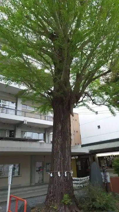 安積國造神社の自然