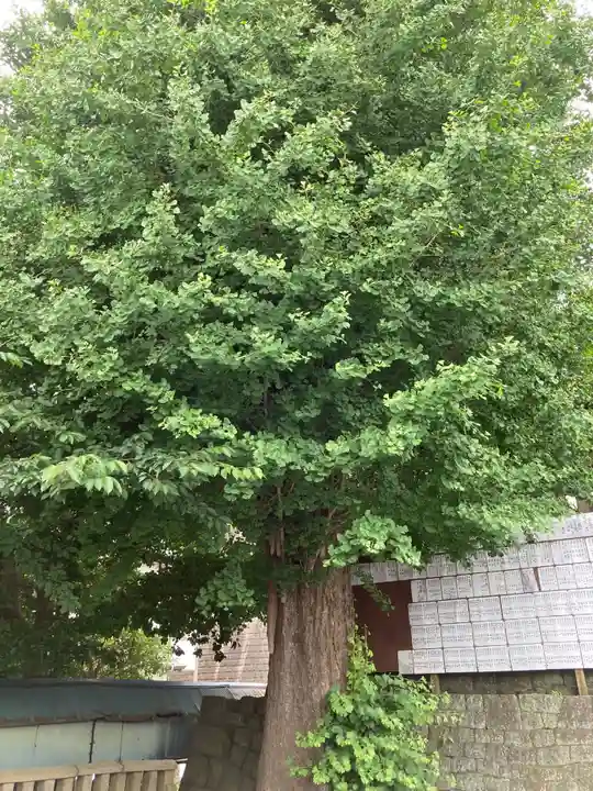 叶神社 (西叶神社)の自然