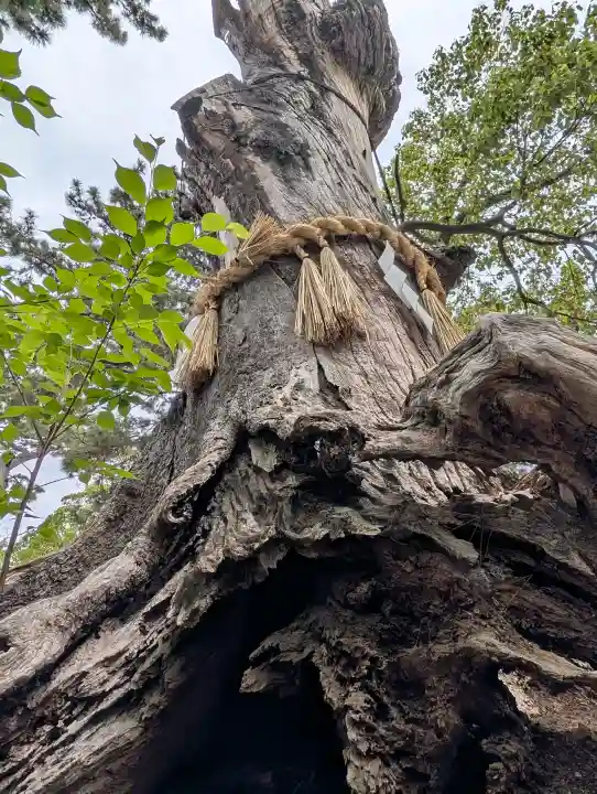 住吉大社の{uncategorized: "未分類", other: "その他", undefined: "問題あり", building: "その他建物", grave: "お墓", sacred_gate: "鳥居", guardian: "狛犬", statue: "像", buddha: "仏像", history: "歴史", nature: "自然", garden: "庭園", animal: "動物", pagoda: "塔", temizu: "手水舎", mountain_gate: "山門・神門", sanctuary: "本殿・本堂", subordinate: "末社・摂社", art: "芸術", scenery: "景色", jizo: "地蔵", ema: "絵馬", goshuin: "御朱印", omikuji: "おみくじ", items: "授与品その他", amulet: "お守り", goshuincho: "御朱印帳", eats: "食事", festival: "お祭り", votive_dance: "神楽", shichigosan: "七五三参", wedding: "結婚式", experience: "体験その他", initially: "初詣", around: "周辺", anti_infection: "感染症対策"}