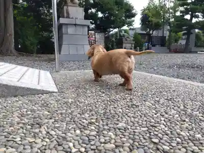杉杜白髭神社(福井県)