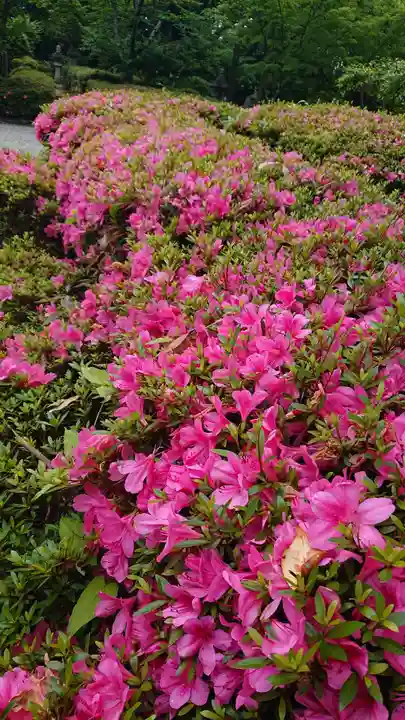 壺井八幡宮の自然