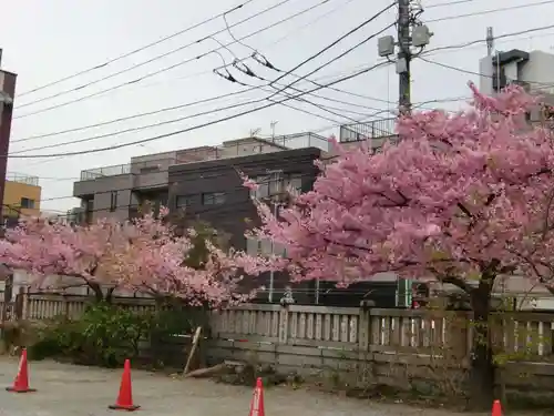 今戸神社の自然