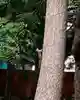 帯廣神社の動物