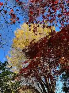 天台宗 長窪山 正覚寺の自然(2021年12月04日(土) 10時52分07秒投稿)