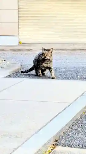 白金氷川神社の動物
