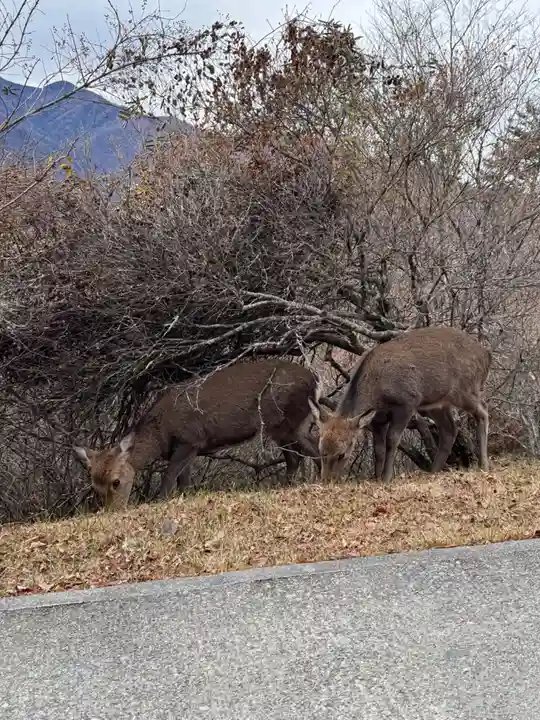 三峯神社(埼玉県)