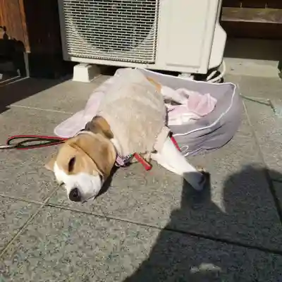 玉泉寺(東京都)