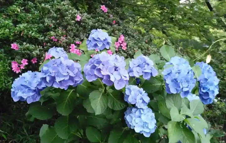 高幡不動尊 金剛寺の自然