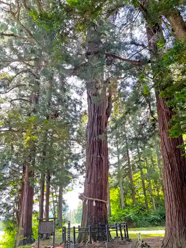 飯縄神社 里宮（皇足穂命神社）の自然