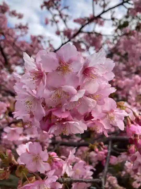 桜神宮の自然