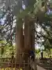 戸隠神社中社(長野県)