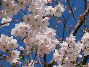 三輪神社の自然(2022年03月27日(日) 15時13分49秒投稿)