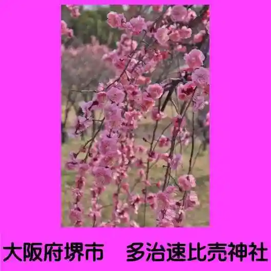 多治速比売神社の自然