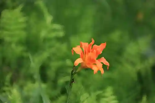 鹿島大神宮の自然