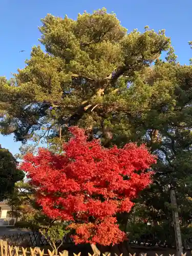 鶴岡八幡宮の自然