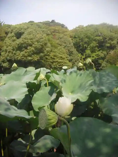 鶴岡八幡宮の自然