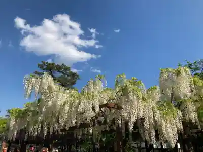 葛井寺(大阪府)