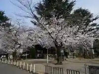 寛永寺(根本中堂)の自然