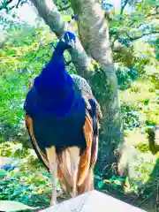 楽法寺（雨引観音）の動物