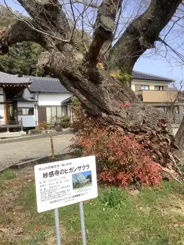 妙感寺の庭園