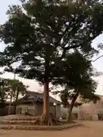 新宮大神(千葉県)