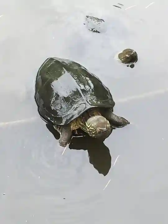 旗上弁財天社の動物