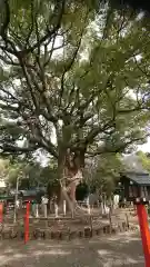 鳴海八幡宮の自然