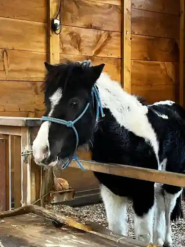 平塚八幡宮の{uncategorized: "未分類", other: "その他", undefined: "問題あり", building: "その他建物", grave: "お墓", sacred_gate: "鳥居", guardian: "狛犬", statue: "像", buddha: "仏像", history: "歴史", nature: "自然", garden: "庭園", animal: "動物", pagoda: "塔", temizu: "手水舎", mountain_gate: "山門・神門", sanctuary: "本殿・本堂", subordinate: "末社・摂社", art: "芸術", scenery: "景色", jizo: "地蔵", ema: "絵馬", goshuin: "御朱印", omikuji: "おみくじ", items: "授与品その他", amulet: "お守り", goshuincho: "御朱印帳", eats: "食事", festival: "お祭り", votive_dance: "神楽", shichigosan: "七五三参", wedding: "結婚式", experience: "体験その他", initially: "初詣", around: "周辺", anti_infection: "感染症対策"}