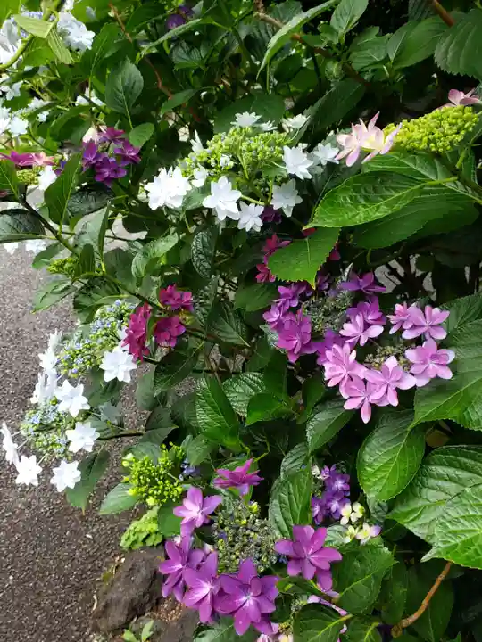 常泉院(東京都)