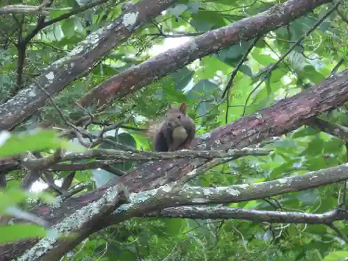 留辺蘂神社の動物
