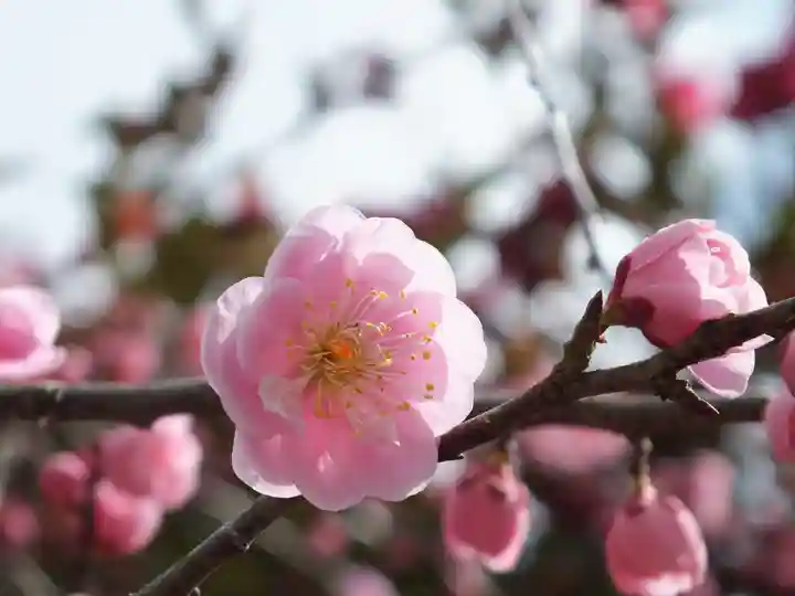 神戸神社の自然