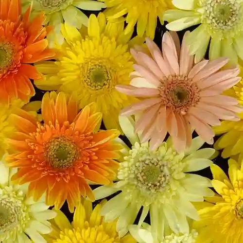 帯廣神社の手水舎