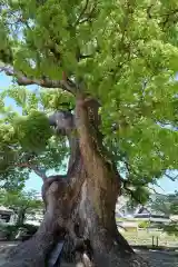 闘鶏神社(和歌山県)