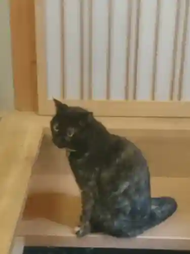 五十稲荷神社(栄寿稲荷神社)の動物