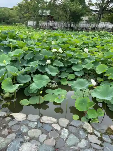 鶴岡八幡宮の庭園