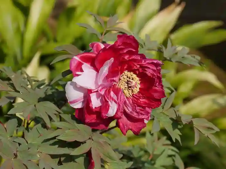 東長谷寺 薬王院の自然